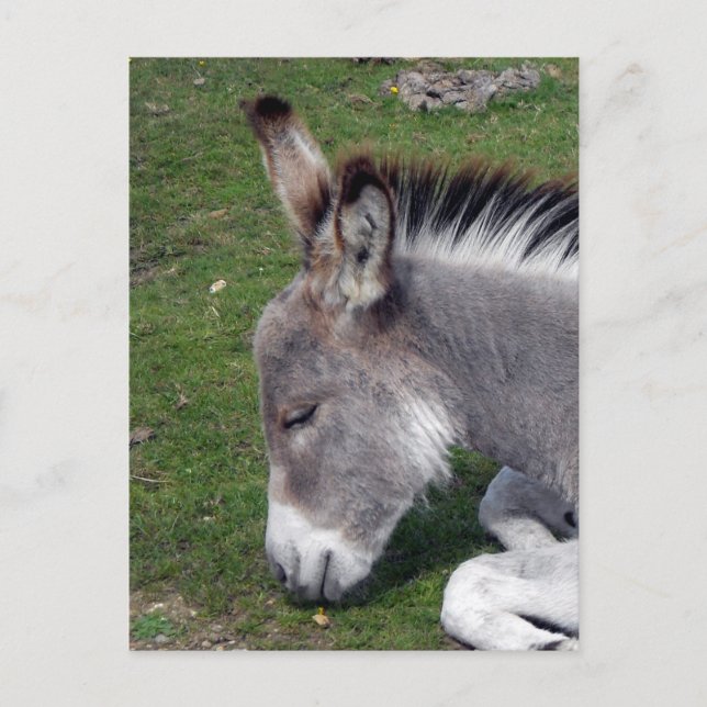 Donkey Foal Portrait Postcard (Front)