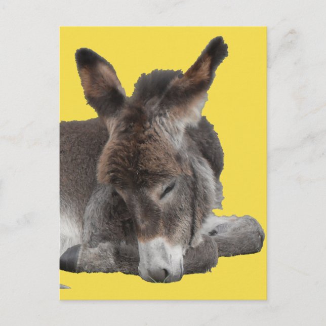 Donkey Foal Postcard (Front)