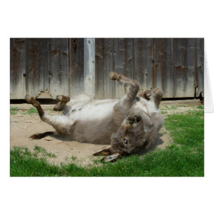 Donkey Having A Bath