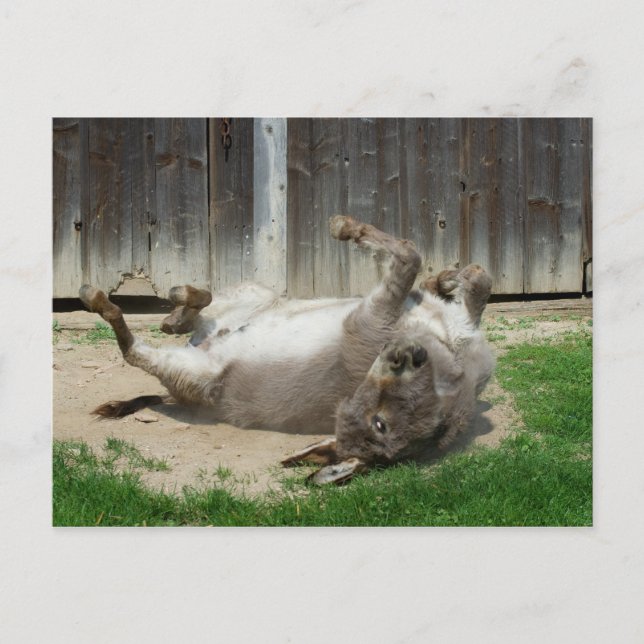 Donkey Having A Bath Postcard (Front)