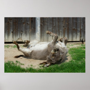 Donkey Having A Bath Poster