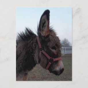 Donkey-Head Postcard