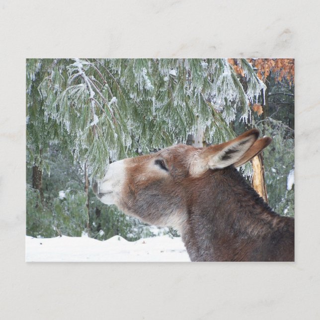 Donkey Holiday Postcard (Front)