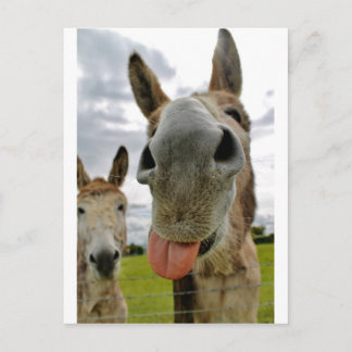 Donkey Humour Postcard
