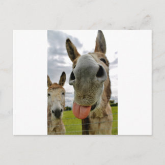 Donkey Humour Postcard