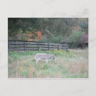 Donkey in a Fall Autumn Field. Postcard