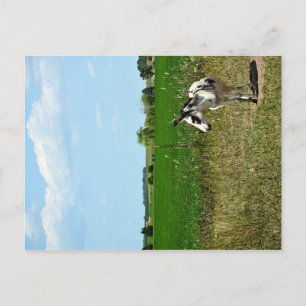 Donkey in a Field Postcard