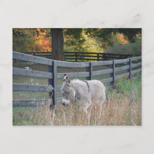 Donkey in an Autumn Field Postcard