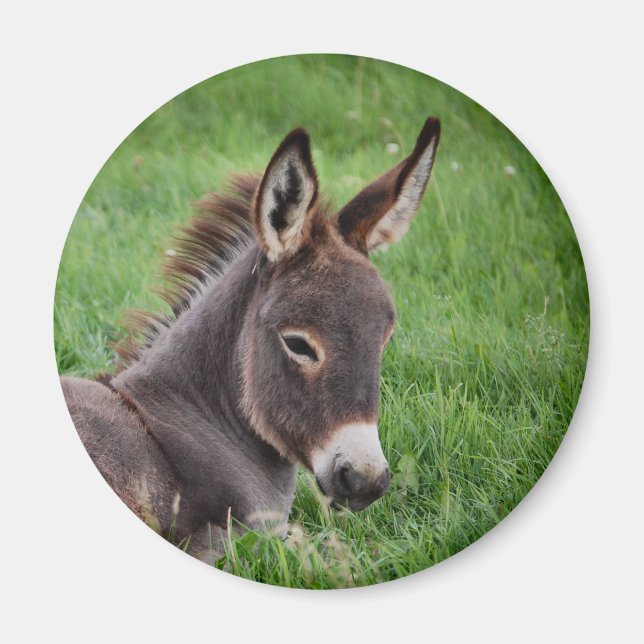 Donkey In The Grass Magnet (Front)