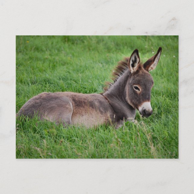 Donkey In The Grass Postcard (Front)