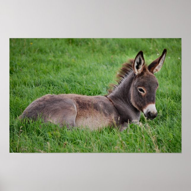 Donkey In The Grass Poster (Front)