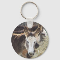 donkey