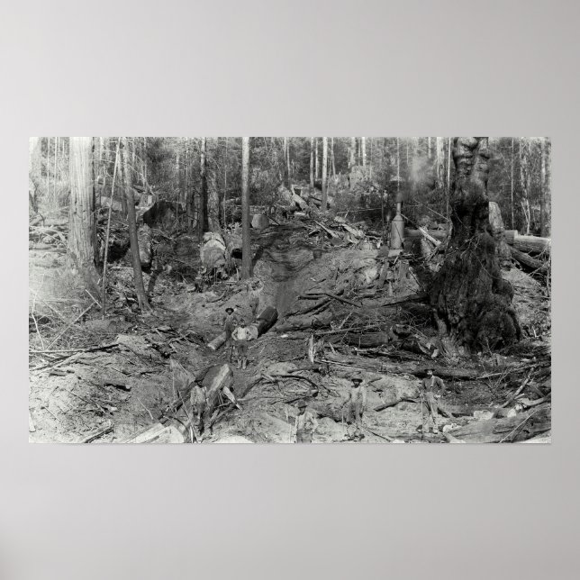 DONKEY LOGGING a HILLSIDE c. 1880 Poster (Front)