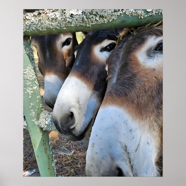 Donkey Love Poster (Front)