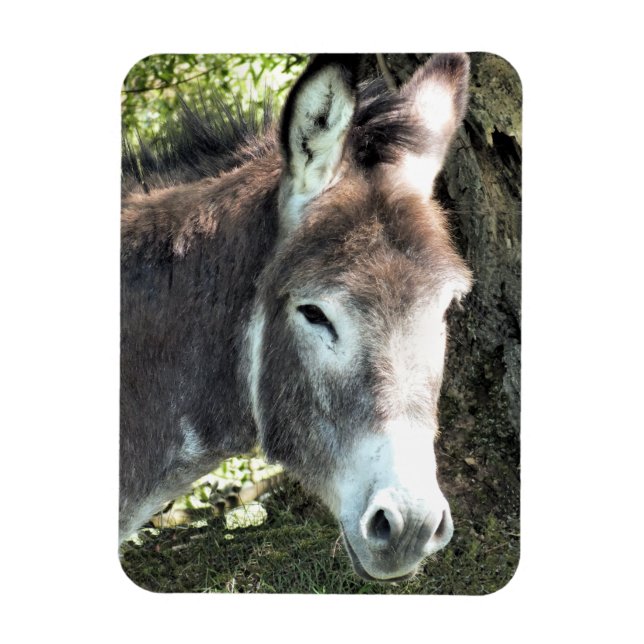 DONKEY MAGNET (Vertical)