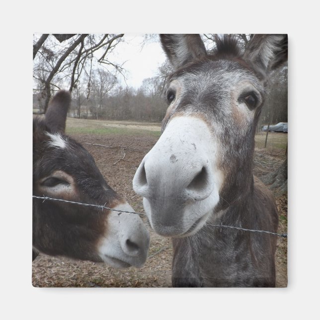 Donkey! Magnet (Front)