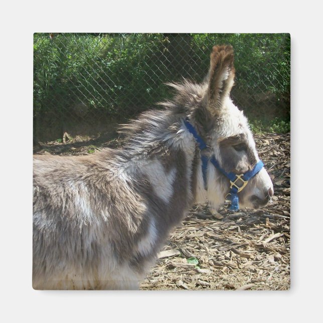 Donkey Magnet (Front)