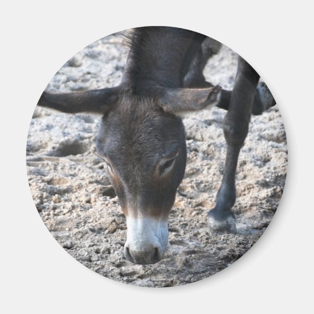 Donkey Magnet (Front)