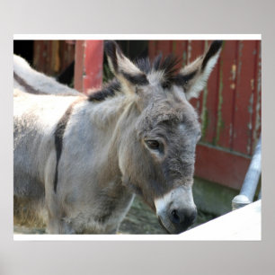 Donkey Mule Farm Animal Country Destiny Poster