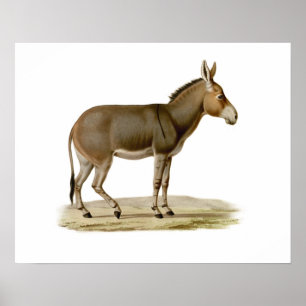 Donkey Mule Farm Animal Country Destiny Poster