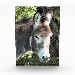 DONKEY  PHOTO BLOCK