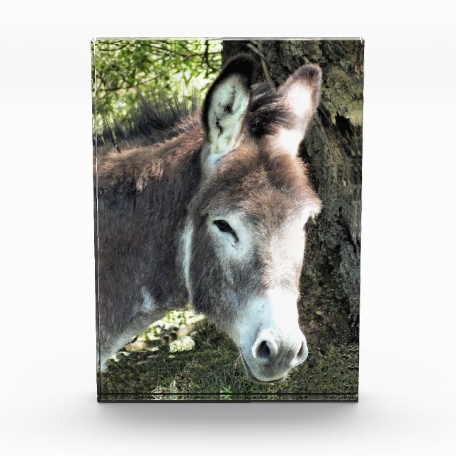 DONKEY  PHOTO BLOCK (Front)