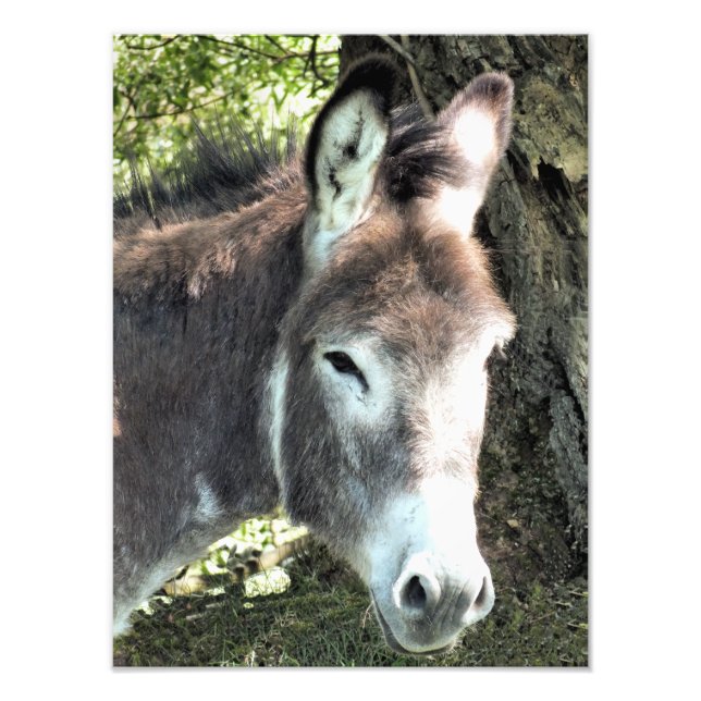 DONKEY PHOTO PRINT (Front)