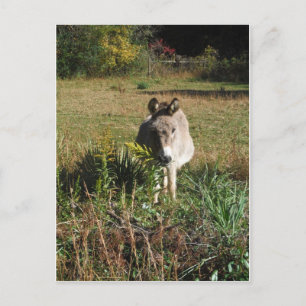 Donkey Picking Yellow Autumn Wildflowers Postcard