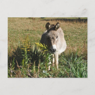 Donkey Picking Yellow Autumn Wildflowers Postcard