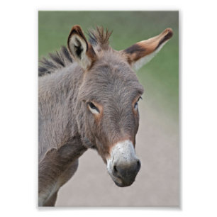 Donkey Portrait Print