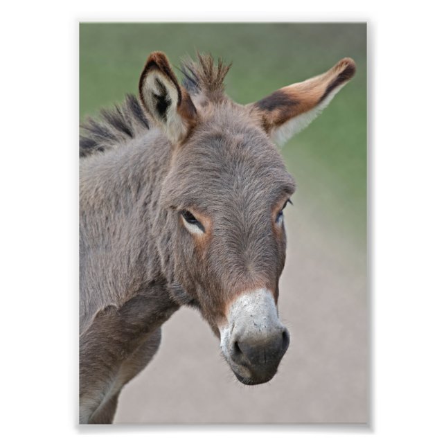 Donkey Portrait Print (Front)