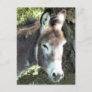 DONKEY POSTCARD