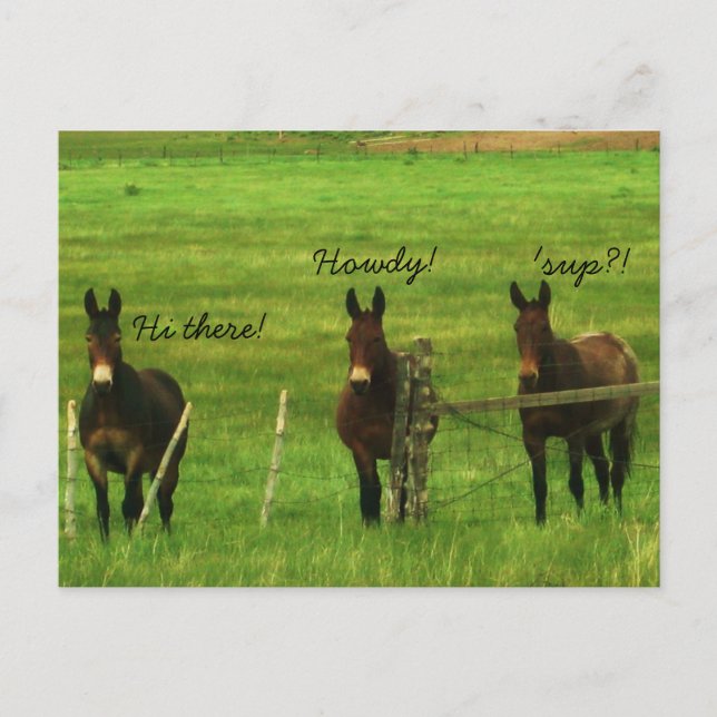 Donkey Postcard (Front)