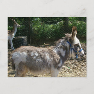 Donkey Postcard