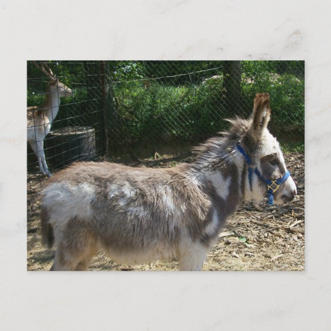 Donkey Postcard (Front)