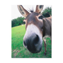 Donkey