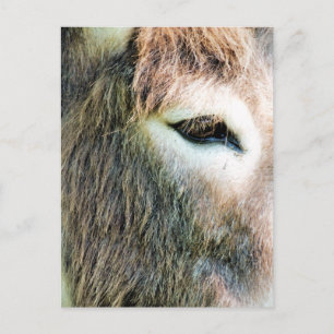 DONKEY POSTCARD