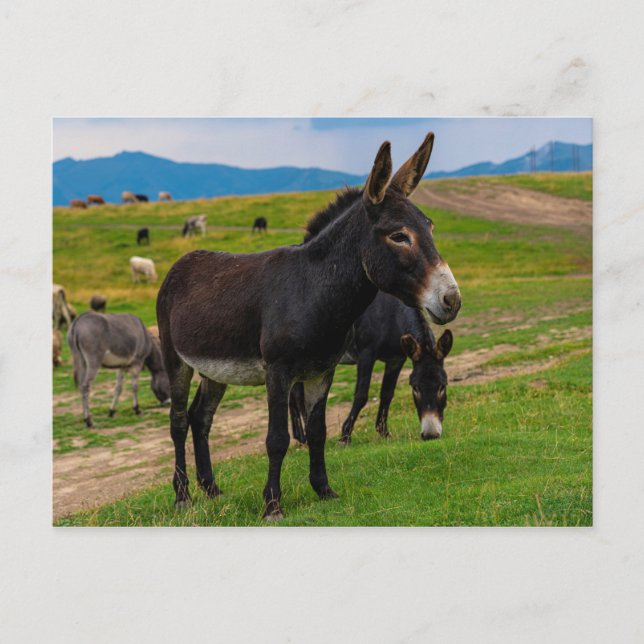 Donkey Postcard (Front)