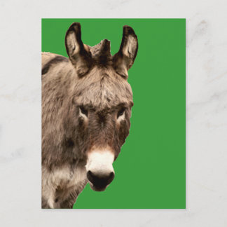 donkey postcard