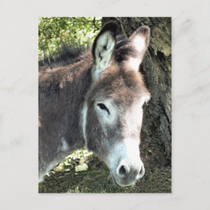 DONKEY POSTCARD