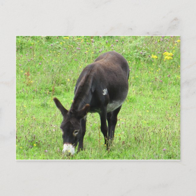 Donkey Postcard (Front)