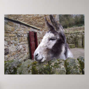 Donkey Poster