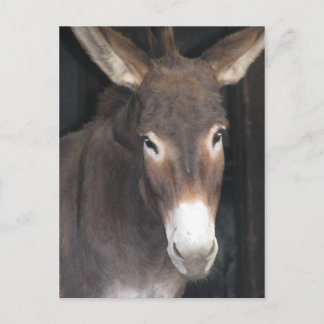 Donkey Sanctuary Postcard