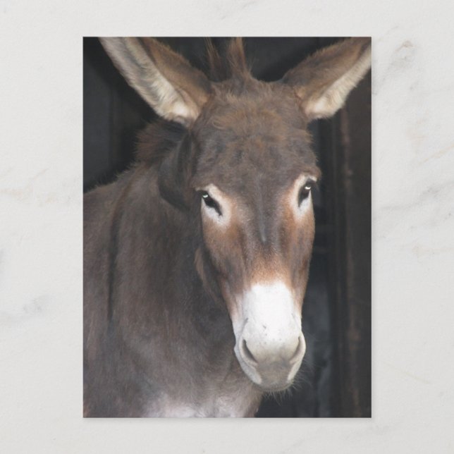 Donkey Sanctuary Postcard (Front)