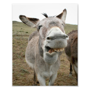 Donkey Silly Face Photo Print