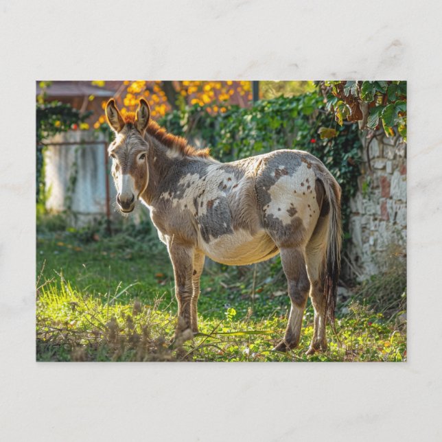 Donkey Spotted Postcard  (Front)