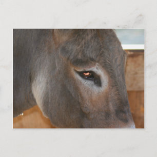Donkey Thoughts Farm Animal Photo Postcard