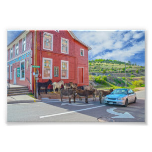 Donkey Welcoming Committee, Cripple Creek Colorado Photo Print