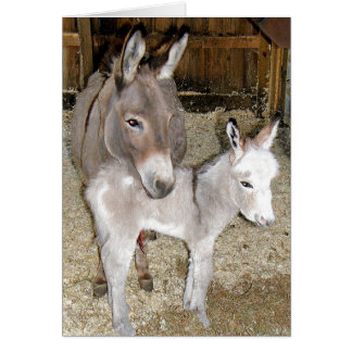 Donkeys