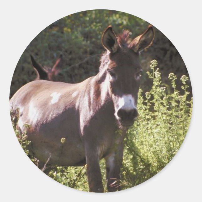 Donkeys at Pasture Classic Round Sticker (Front)